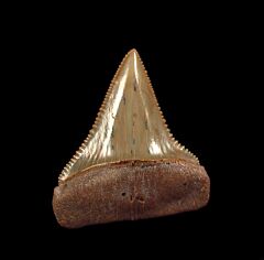 Rare blue site Great White tooth fossil for sale | Buried Treasure Fossils