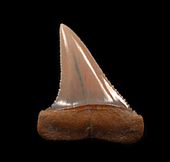 Rare Great White transition tooth for sale | Buried Treasure Fossils