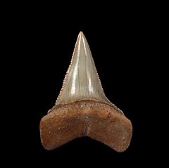 Rare blue site Great White tooth fossil for sale | Buried Treasure Fossils