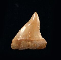 Pathologic Shark Teeth            