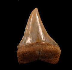 Great White shark transition tooth for sale | Buried Treasure Fossils
