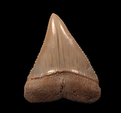 Gem Chilean Great White shark tooth for sale | Buried Treasure Fossils