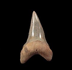 Real Chilean blue site Great White tooth for sale | Buried Treasure Fossils