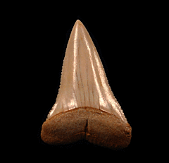 Great White shark transition tooth for sale | Buried Treasure Fossils