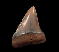 Perfect Chilean Great White tooth for sale | Buried Treasure Fossils