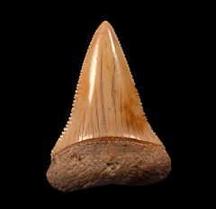 Great White tooth from Chile | Buried Treasure Fossils