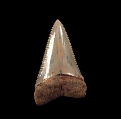 Top quality blue Great White shark tooth from Chile for sale | Buried Treasure Fossils