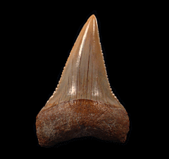 Great White shark transition tooth for sale | Buried Treasure Fossils