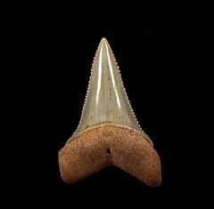 Chilean blue site Great White tooth for sale | Buried Treasure Fossils