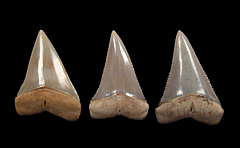 Rare Carcharodon hubbelli tooth transition set | Buried Treasure Fossils