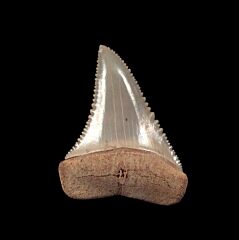 Rare Colorful Chilean Carcharodon carcharias shark tooth for sale | Buried Treasure Fossils