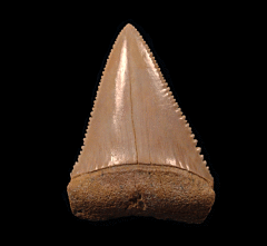 Great White tooth from Chile | Buried Treasure Fossils