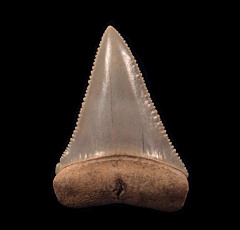 Great White tooth from Chile | Buried Treasure Fossils