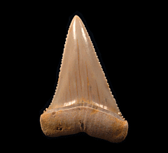 Great White tooth from Chile | Buried Treasure Fossils