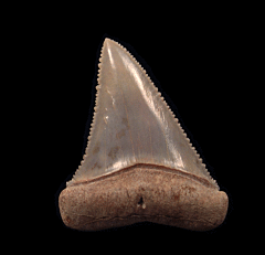 Lower Chilean Great White tooth for sale | Buried Treasure Fossils