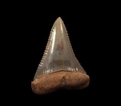 Carcharodon carcharias tooth for sale - lower jaw anterior | Buried Treasure Fossils