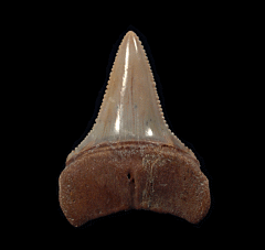 Great White tooth from Chile | Buried Treasure Fossils