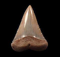 Real Chilean Great White tooth for sale | Buried Treasure Fossils