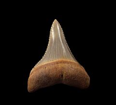 Great White Shark Teeth for Sale | Buried Treasure Fossils