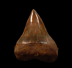 Big Mako shark tooth from Chile for sale | Buried Treasure Fossils