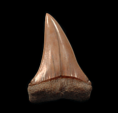 Big Chilean Carcharodon hastalis tooth | Buried Treasure Fossils