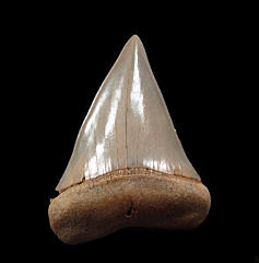Big Chilean Mako tooth for sale | Buried Treasure Fossils