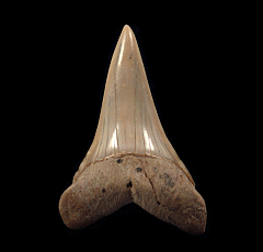 Extra Large Chilean Big-tooth Mako tooth for sale | Buried Treasure Fossils