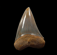 Big Mako shark tooth from Chile for sale | Buried Treasure Fossils