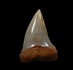 Chilean Mako tooth for sale | Buried Treasure Fossils