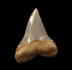 Chilean Big-tooth Mako shark tooth for sale | Buried Treasure Fossils