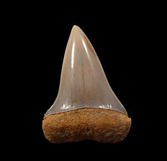 Chilean Mako tooth for sale | Buried Treasure Fossils