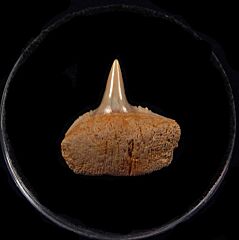 Chilean Hexanchus symphyseal tooth for sale | Buried Treasure Fossils