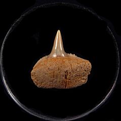 Chilean Hexanchus symphyseal tooth for sale | Buried Treasure Fossils
