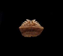 Hexanchus gigas   - Symphyseal Tooth