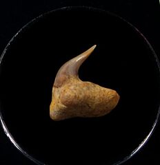 Rare Megachasma tooth for sale | Buried Treasure Fossils