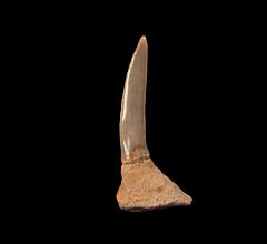 Real Chilean Saw shark tooth for sale | Buried Treasure Fossils