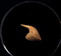 Rare Megachasma tooth for sale | Buried Treasure Fossils
