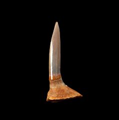 Pristiophorous Saw shark tooth for sale | Buried Treasure Fossils