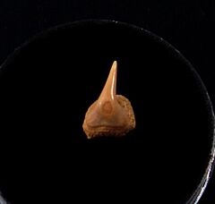 Rare Megachasma tooth for sale | Buried Treasure Fossils