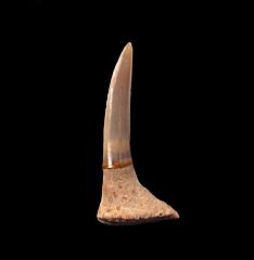 Saw shark  tooth for sale | Buried Treasure Fossils