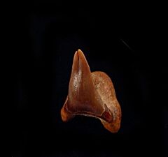 Megamouth shark  (Megachasma)