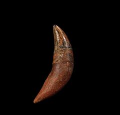 Arcophoca Seal canine tooth for sale |Buried Treasure Fossils