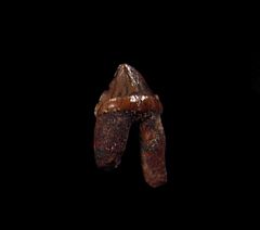 Arcophoca Seal molar for sale |Buried Treasure Fossils