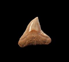 Bull shark tooth from Chile | Buried Treasure Fossils