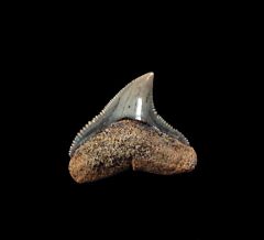 Bull shark tooth from Chile for sale | Buried Treasure Fossils