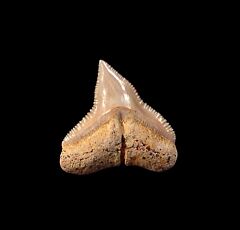 Chilean Bull shark tooth for sale | Buried Treasure Fossils