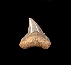 Carcharhinus leucas tooth for sale | Buried Treasure Fossils