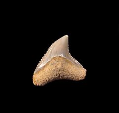 Carcharhinus leucas Bull shark tooth for sale | Buried Treasure Fossils