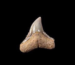 Chilean Bull shark tooth | Buried Treasure Fossils