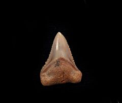 Carcharhinus leucas
